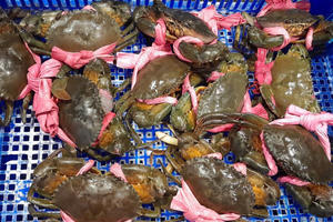 Xuất khẩu cua ghẹ và giáp xác khác của Việt Nam đang có xu hướng chậm lại