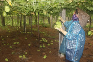 Nông dân ứa nước mắt nhìn rau thối rữa ngay tại ruộng vì không ai mua