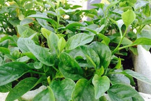 Ngỡ ngàng với vườn rau - ao cá trên sân thượng giữa Thủ đô