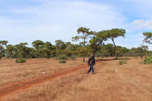 Vụ hạ 4.000 cây thông để xây sân golf tại Gia Lai: “Làm sân golf chỉ là học đòi”