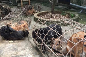 “Cẩu tặc” tung hoành, mỗi đêm trộm gần nửa tấn chó