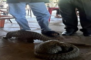 Bắt đối tượng vận chuyển trái phép động vật hoang dã