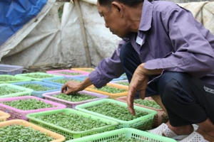 Những “ngọn đèn” trước gió không bao giờ tắt ở xóm chạy thận Những “ngọn đèn” trước gió không bao giờ tắt ở xóm chạy thận