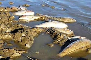 Huyện Tân Kỳ (Nghệ An): Cá chết bất thường sau một trận mưa lớn