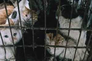 Chợ tươi sống ở Trung Quốc mở cửa trở lại, tiếp tục bán dơi, mèo