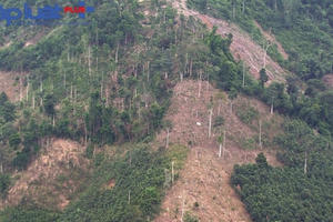 Yên Bái: Khởi tố vụ án phá rừng tại xã Mỏ Vàng