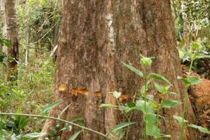 Tây Ninh: Hàng trăm cây rừng tự nhiên bị khoan lỗ, đổ thuốc độc Tây Ninh: Hàng trăm cây rừng tự nhiên bị khoan lỗ, đổ thuốc độc