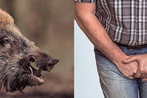 Bình Phước: Chủ trang trại bị lợn táp rách toạc "của quý" Bình Phước: Chủ trang trại bị lợn táp rách toạc "của quý"