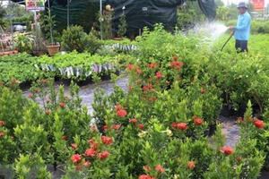 Du lịch Tết Tân Sửu: Nhiều điểm đến ở Nam Bộ hấp dẫn du khách