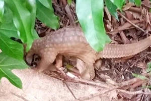 Phát hiện cá thể tê tê quý hiếm trong vườn nhà dân