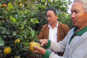 Hưng Yên tập trung tái cơ cấu sản xuất nông nghiệp Hưng Yên tập trung tái cơ cấu sản xuất nông nghiệp