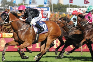 Hướng dẫn kinh doanh đặt cược đua ngựa, đua chó và bóng đá quốc tế