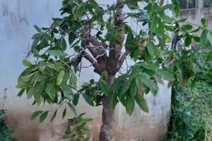 Trà Vinh: Bắt tạm giam đối tượng trộm mai vàng