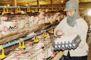 Cần có giải pháp kịp thời để giải cứu các hộ chăn nuôi ở Đồng Nai