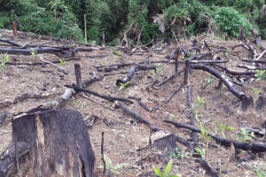 Bắt tạm giam 2 cán bộ Ban quản lý rừng phòng hộ ở Nghệ An