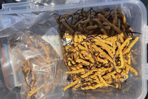 Xử phạt 54 triệu đồng, buộc tiêu hủy lô “Đông trùng hạ thảo Tây Tạng”