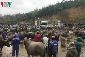 Độc đáo phiên chợ trâu lớn nhất miền Bắc Độc đáo phiên chợ trâu lớn nhất miền Bắc