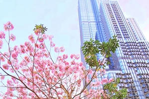 Đường phố Sài Gòn trở nên rực rỡ trong sắc hoa kèn hồng