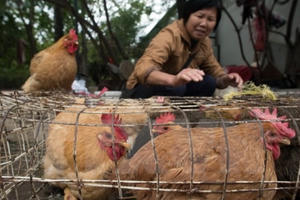 Ghi nhận thêm ổ dịch cúm gia cầm tại tỉnh Vĩnh Long