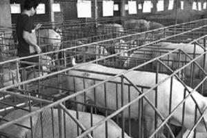 Giá tăng từng ngày, nguy cơ thiếu 500 ngàn tấn thịt lợn