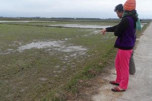 Hàng trăm hộ dân khóc ròng vì bọ trĩ hại lúa