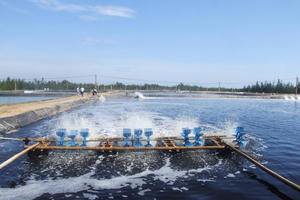 Nuôi tôm không giấy phép môi trường, một cơ sở bị phạt 320 triệu đồng