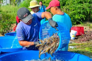 Hai nút thắt cần gỡ để xuất khẩu thủy sản bứt phá