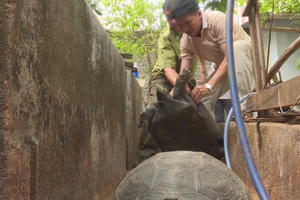 Đắk Lắk: Bắt giam đối tượng nuôi, nhốt hơn 100 cá thể rùa quý hiếm Đắk Lắk: Bắt giam đối tượng nuôi, nhốt hơn 100 cá thể rùa quý hiếm