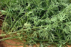 Đắk Nông: Phát hiện 3 hộ dân trồng cây cần sa trái phép