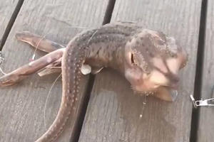 Thủy quái ba chân kỳ lạ gây "choáng váng" cộng đồng mạng toàn thế giới