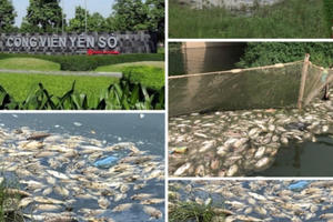 Công viên Yên Sở: Cá chết trắng hồ, gây ô nhiễm nặng!