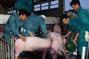 Cú chốt ngày cuối năm, lão nông thương binh thu ngay 20 tỷ đồng