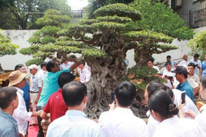 Mua cây 28 tỷ đồng, đại gia vẫn khen "rất rẻ", nếu giá gấp đôi vẫn mua