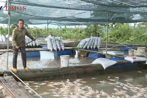 Cá lồng bè ở Đắk Lắk chết hàng loạt, người dân gồng mình khắc phục thiệt hại