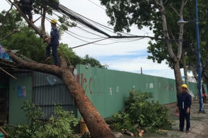 TP HCM: Cây xanh đổ đè nhà dân trong cơn mưa