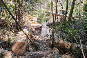 Một công dân bị phạt 37,5 triệu đồng vì chặt phá rừng trái phép