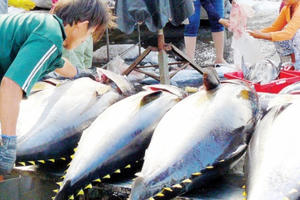 Vẫn còn tình trạng tàu cá Việt Nam khai thác hải sản bất hợp pháp, cần chấm dứt ngay