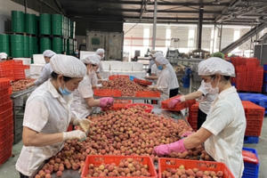 Mùa vải lịch sử và kỳ tích từ tâm dịch Bắc Giang