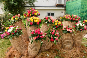 Hàng nghìn cây hoa hồng hội tụ tại lễ hội hoa ở Hà Nội