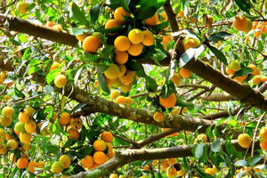 Vĩnh Long sẽ lập Kỷ lục 135 món ngon từ trái thanh trà Bình Minh