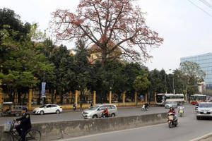 Hà Nội thơ mộng trong sắc đỏ hoa gạo