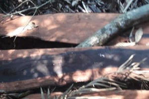 Quảng Bình: Tiết lộ bất ngờ về chân tướng nhóm lâm tặc phá rừng gỗ quý ở Phong Nha - Kẻ Bàng Quảng Bình: Tiết lộ bất ngờ về chân tướng nhóm lâm tặc phá rừng gỗ quý ở Phong Nha - Kẻ Bàng