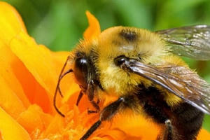 Nọc ong có thể giúp trị bệnh chàm