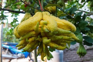 Ý nghĩa quả phật thủ trong mâm ngũ quả ngày Tết