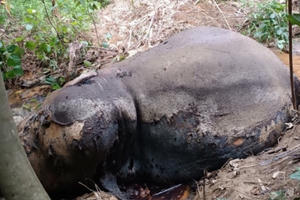 Phát hiện cá thể voi rừng chết trong rừng cao su
