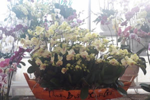 Cực lạ: Chậu lan hồ điệp khổng lồ trên gỗ lũa, khách ngắm quên lối về