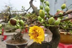 Tết về sớm trên đất cây cảnh Nam Trực