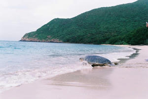 TP HCM đề nghị chuyển hơn 2.000m² rừng phòng hộ phục vụ xây dựng hạ tầng trung tâm Côn Đảo