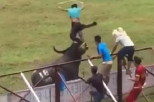 Bộ VHTT&DL chỉ đạo xử lý khẩn cấp vụ việc trâu chọi húc chết chủ nhân Bộ VHTT&DL chỉ đạo xử lý khẩn cấp vụ việc trâu chọi húc chết chủ nhân