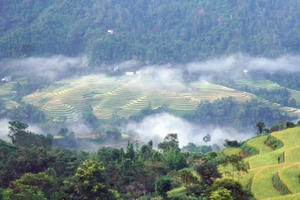 Ngây ngất với "mùa vàng" ở Hoàng Su Phì!